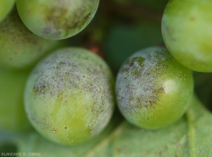 Las zonas de estas bayas de uva verde, colonizadas por el plumón blanquecino de <b> <i> Erysphe necator </i> </b>, se van necrotizando gradualmente y adquieren un tinte de marrón a negruzco.