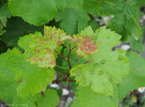 Ataque de <b> <i> Colomerus vitis </i> </b> sobre hojas jóvenes del ápice de una rama de vid.  Las agallas de las hojas son más numerosas y extensas.  (erinosis)