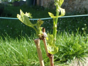 theba-pisana-jeune-vigne