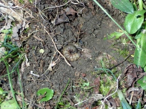 Oruga <em><b> Noctua pronuba</b> </em> enterrada en el suelo durante el día.