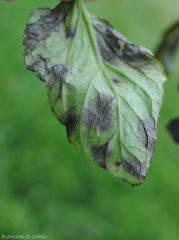 Detalles de las manchas mojadas y negruzcas presentes en el envés de un foliolo de tomate. <b> <i> Didymella lycopercisi </i> </b> (<i> Didymella </i>, <i> Didymella </i> mancha foliar)