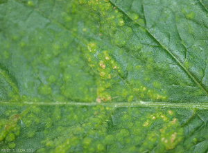 Detalle de pequeñas lesiones cloróticas circulares visibles en la superficie superior del limbo de la hoja del tomate. La superficie de la lámina de la hoja parece estar más o menos irregular. Tenga en cuenta que algunas lesiones eventualmente se vuelven necróticas. <b> Intumescencias </b> (edema)