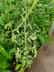 Los foliolos de esta hoja joven de tomate están más o menos enrollados bajo los efectos de las muchas intumescencias formadas. <b> Intumescencias </b>