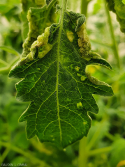 Este foliolo de tomate está parcialmente deformado debido a la presencia de numerosas intumescencias formadas en el envés del limbo. <b> Intumescencias </b> (edema)