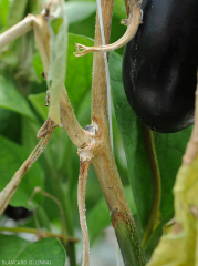 Lesión húmeda y pardusca que rodea el tallo en varios centímetros de este tallo de berenjena.  Nótese el marchitamiento de las hojas ubicadas aguas abajo de la lesión.  (<i> Sclerotinia sclerotiorum </i>)