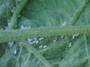 Cochenilles5