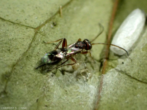 <em><b> Gelis areator </b></em> Hymenoptera Ichneumonidae Cryptinae es un parasitoide frecuente de las polillas de la uva.