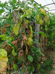 Clorosis y sequedad severa de las hojas en varias plantas.  <i> Fusarium oxysporum </i> f.  sp.  <i> melongenae </i>