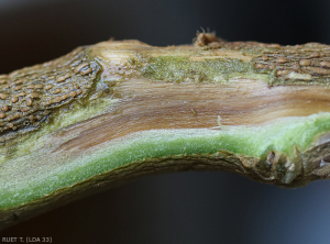 Sección longitudinal de un tallo desgastado que muestra un marcado pardeamiento de los vasos.  <i><b> Fusarium oxysporum </i> f.  sp.  <i> melongenae </i></b>