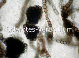 Sclerotes-Verticillium
