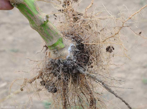 Lesión húmeda que rodea la base del tallo de un tallo de berenjena.  (<i><b> Sclerotium rolfsii </b></i>)