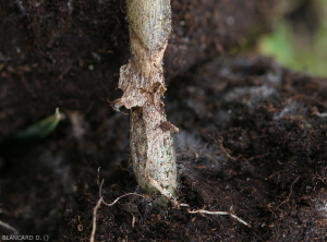 Detalle de una lesión de cancro seca y extensa en la parte inferior del tallo de una berenjena.  Tenga en cuenta la descomposición del tejido cortical.
  <i> <b> Rhizoctonia solani </i> </b>