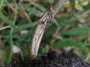 Detalle de un estallido del tallo de una berenjena en su parte inferior cerca del suelo.  <i> <b> Rhizoctonia solani </i> </b>