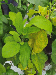 Aclaramiento y coloración amarillenta del tejido interveinal de las hojas, formando una verdadera red.<b><i>Eggplant mottled dwarf virus</i></b>, EMDV