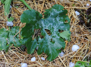 Quelques larges lésions "déchirent" cette feuille de courgette. Elles ont été provoquées par les impacts de gros grêlons visibles à proximité. <b>Dégâts de grêle</b>.