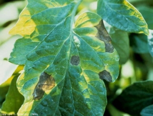 Manchas con pequeñas áreas marrones, formadas por anillos concéntricos, que les dan la apariencia de un objetivo.  <i> <b> Alternaria tomatophila </b> </i> (alternaria, tizón temprano)