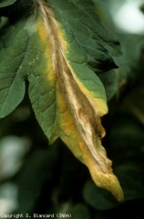 Esta lesión beige y coriácea se desarrolló ampliamente desde la punta del prospecto y tomó la forma de una llama.  <b> <i> Botrytis cinerea </i> </b> (moho gris, moho gris)