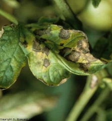 Folleto envejecido cubierto de manchas marrones redondeadas que provocan coloración amarillenta.  <i> <b> Alternaria tomatophila </b> </i> (alternaria, tizón temprano)