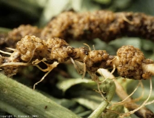 Agallas en el pezón, a veces corchosas y mojadas en las raíces.  <i> <b> Rhizobium radiobacter </b> </i> (<i> Agrobacterium tumefaciens </i>, tumor bacteriano del cuello, agalla de la corona)