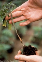 Alteración de color marrón claro a beige, marrón en la periferia de la planta joven (que se ha desarrollado a partir de los cotiledones).  <b> <i> Botrytis cinerea </i> </b> (moho gris)