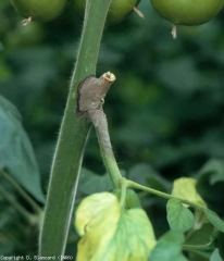 Deterioro temprano en el tallo, marrón oscuro cubierto de un moho gris oscuro.  <b> <i> Botrytis cinerea </i> </b> (moho gris)