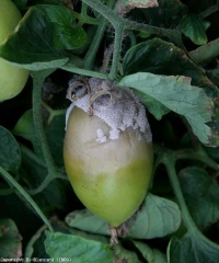 Podredumbre blanda, beige grisáceo, muy rápidamente cubierta con un moho gris sobre una fruta verde.  <b> <i> Botrytis cinerea </i> </b> (moho gris)