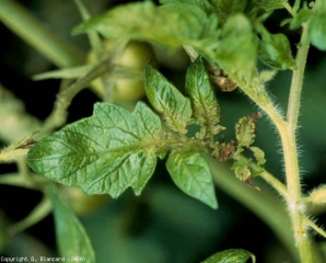 Se están desarrollando pequeñas lesiones necróticas en la base de varios de estos folíolos jóvenes.  <b> Virus del mosaico de la alfalfa </b> (<i> Virus del mosaico de la alfalfa </i>, AMV)