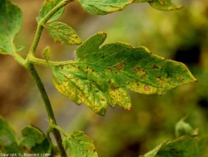 Necrosis parda difusa que cubre todos los folíolos, acompañada de coloración amarillenta.<b> (<i>Potato virus Y</i>, PVY). Cepa necrógena.</b>