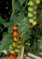 Muchos folletos de esta hoja tienen de una a varias minas más o menos sinuosas.  <b> <i> Liriomyza </i> sp.  </b> (minadores de hojas, minadores de hojas)