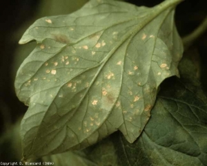 Una vez que las islas de células ('Edemas') estallan, los tejidos de las hojas se curan gradualmente y luego adquieren un tinte beige.  <b> Intumescencia </b> (edema)
