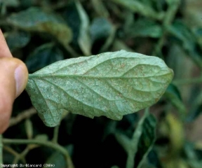 Numerosas y diminutas manchas cloróticas cubren la hoja de este folleto de tomate que se ve en la parte inferior.  <b> daños por ácaros del polvo </b>