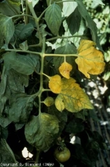 Posteriormente, el amarilleo se extiende a varios folíolos ubicados en el mismo lado de la hoja.  Tenga en cuenta que varias venas todavía están verdes.  <b> <i> Fusarium oxysporum </i> f.  sp.  <i> lycopersici </i> </b> (marchitez por Fusarium, <i> marchitez por Fusarium </i>)