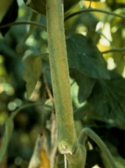 <b> <i> Fusarium oxysporum </i> f.  sp.  <i>lycopersici</i> </b> (fusariose, <i> Fusarium </i> marchitamiento)