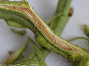 Una vez que se eliminan los tejidos de la superficie del tallo, los vasos muestran un tinte más o menos marrón oscuro a marrón. <b> <i> Fusarium oxysporum </i> f.  sp.  <i> lycopersici </i> </b> (marchitez por Fusarium, <i> marchitez por Fusarium </i>)