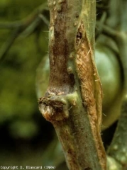 Pardeamiento de una zona del tallo y emisión de numerosas raíces adventicias (en el origen del estallido).  <i> <b> Pseudomonas corrugata </b> </i> (médula negra, necrosis de la médula del tomate)