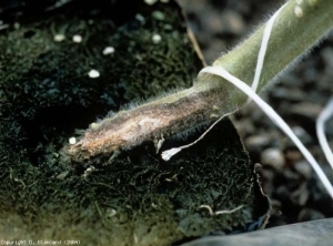 Se desarrolla un cancro marrón, ligeramente deprimido en un lado de la copa y el tallo solamente (en forma de llama).  <b> <i> Fusarium oxysporum </i> f.  sp.  <i> radicis-lycopersici </i> (FORL) </b> (<i> Fusarium </i> pudrición de la corona y la raíz)