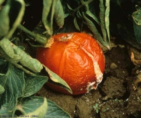 La mitad de esta fruta madura muestra podredumbre húmeda.  Los tejidos licuados se colapsaron más o menos y la epidermis finalmente se dividió longitudinalmente.  Nótese la presencia de una mucosidad blanquecina densa en la carne expuesta.  <b> <i> Geotrichum candidum </i> </b> (podredumbre ácida)