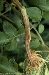 Las raíces marrones y podridas y el oscurecimiento de los vasos son a menudo características de los ataques de <b> <i> Fusarium oxysporum </i> f.  sp.  <i> radicis-lycopersici </i> </b> sobre raíces de tomate.