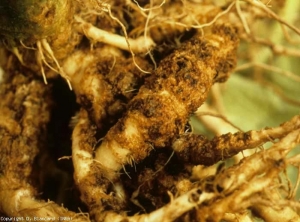 Porción de la raíz hinchada, marrón oscuro, verrugosa en la superficie.  <b> <i> Spongospora Subterranea </i> </b> (tumores de la raíz con <i> Spongospora, Spongospora </i> tumor de la raíz) (en el suelo)