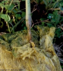 Más cerca, encontramos que esta lesión es húmeda, negruzca, y que envuelve y estrangula el tallo durante varios centímetros.  <b> <i> Phytophthora nicotianae </i> </b> (podredumbre de la raíz y de la base, podredumbre del pie y de la raíz)