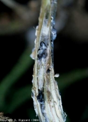 Un corte longitudinal de la parte basal del tallo, ubicado al nivel de un chancro seco beige, revela esclerocios negros en la médula.  <b> <i> Sclerotinia sclerotiorum </i> </b> (esclerotiniosis, <i> Sclerotinia </i> cancro del tallo basal)