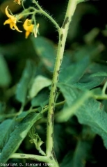 Se observan lesiones más alargadas, de color marrón a negro, en los tallos y pecíolos.  <b> <i> Xanthomonas campestris </i> pv.  <i> vesicatoria </i> </b> (costra bacteriana, mancha bacteriana)