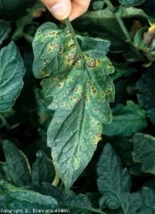 Pequeñas manchas marrones, redondeadas, con contornos irregulares, que presentan un halo amarillo bastante marcado.  <b> <i> Pseudomonas syringae </i> pv.  <i> tomate </i> </b> (mota, mancha bacteriana)