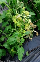 En esta planta de tomate joven, los folíolos del ápice se vuelven amarillos y el tejido se necrosa rápidamente.  <b> Fitotoxicidad </b>