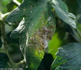 En este folleto, varios hongos que causan la <b> fumagina </b> (fumagina) están formando colonias en casi toda la lámina de la hoja.  Muchas colonias todavía son claras, algunas han adquirido un tinte marrón oliva.