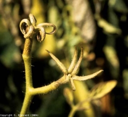 Estas flores estériles, desprovistas de pétalos, contrastan mucho con las flores normales.  Los pecíolos agrandados les dan un hábito erecto.  Nótese la ausencia de pétalos y órganos reproductores.  <b> <i> Candidatus </i> Phytoplasma solani </b> (stolbur)