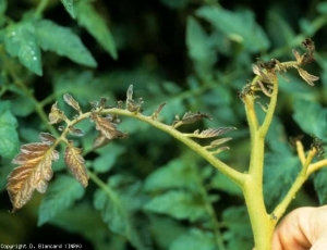 Esta punta de la planta está atrofiada, amarillenta y comienza a antocianizarse.  <b> <i> Candidatus </i> Phytoplasma solani </b> (stolbur)