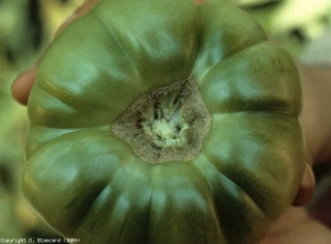 Área corchosa alrededor de la cicatriz del tallo.  <b> Cicatriz peduncular corchosa </b> (cicatriz pedoncular corchosa)