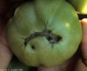 Esta fruta verde tiene una cicatriz estilar bastante marcada.  Esto es corchoso y marrón.  <b> Cicatriz estilar corchosa </b> (cara de gato)