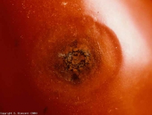 Estas estructuras negras, de menos de un milímetro de diámetro, son en realidad microesclerocios de <b> <i> Colletotrichum coccodes </i> </b> (antracnosis).  Están más o menos inmersos en los tejidos bajo la epidermis de este fruto de tomate.